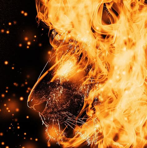 Fire Lion HD phone wallpaper | Pxfuel