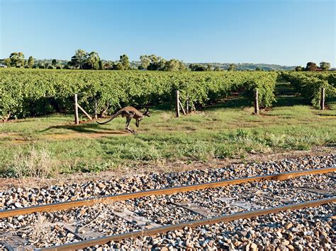 The Barossa Valley | MONTECRISTO