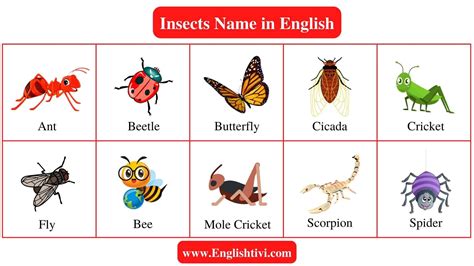 Insect Names: List of Insects Name in English with Pictures - Englishtivi