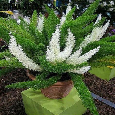 Ornamental Plants Types And Classification - Garden Plant