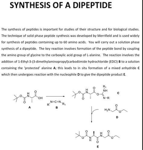 Solved SYNTHESIS OF A DIPEPTIDE The synthesis of peptides is | Chegg.com