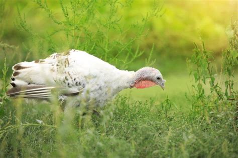 Domestic Turkey with White Feathers Outdoors. Poultry Farming Stock Photo - Image of feathers ...