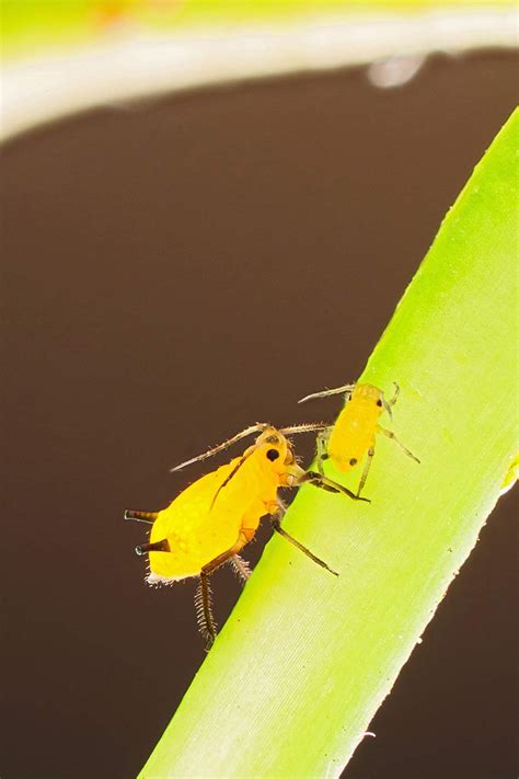 How to Get Rid of Aphids on Indoor Plants - Goodbye Pests!