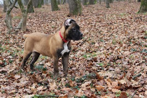 Fawn cane corso puppy female, 3 months old Rihanna z Machova Kraje Pia ...