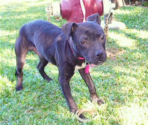 Rescued Teacup Pit Bull or a Patterdale? | This is probably … | Flickr