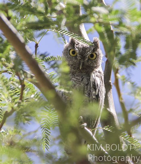 #Baby Western Screech Owl | Western screech owl, Screech owl, Wildlife