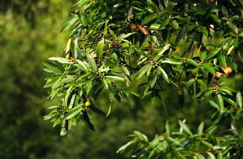 California Bay Laurel | native nut trees for sale | Native Foods Nursery