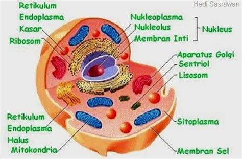 10 Bagian-Bagian Sitoplasma dan Fungsinya | Hedi Sasrawan