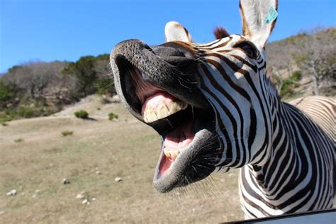 Do Animals Laugh? » Science ABC