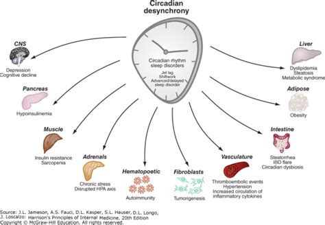 Everything you Need to Know about Circadian Rhythms - HealthShift