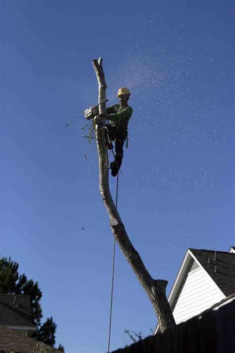 Tree Removal | Austin, Tx | Tree Surgeons of Austin