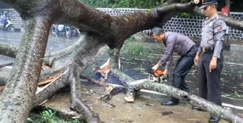 Pohon Tumbang di Jalan Raya Cirendang, Dua Pengendara Motor Terluka