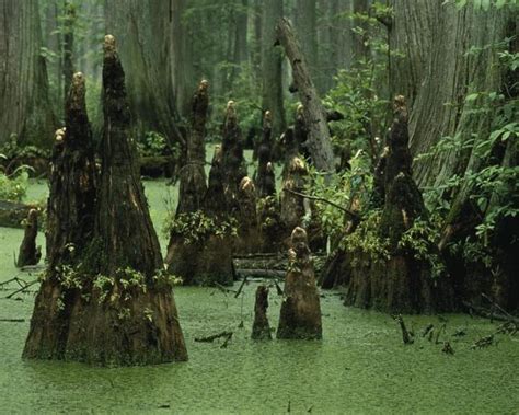 Free picture: swamp, water, landscape