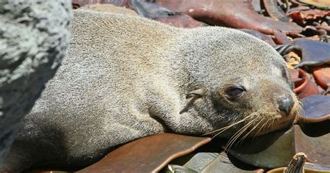 Sea lion hunting season opens in Namibia » Africa Global Village