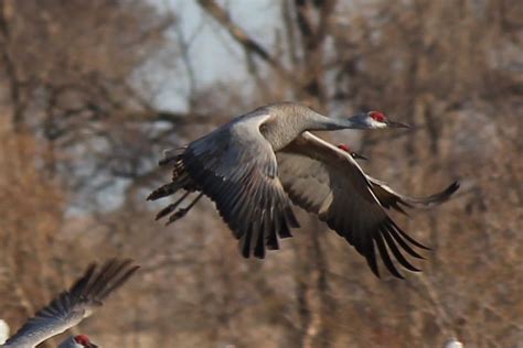 Sandhill Cranes | North platte, Crane, Breeds