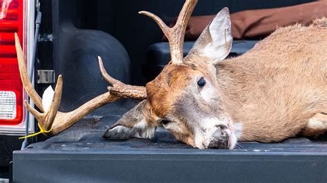 'This would be the biggest buck I've shot in PA': Hunter shares her story