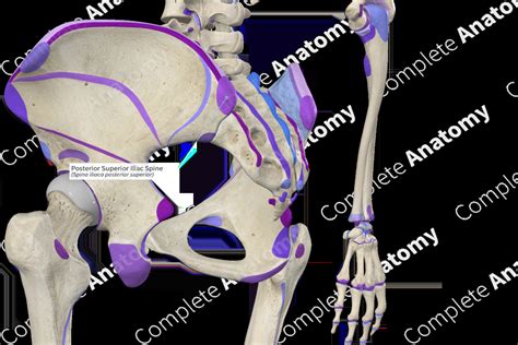 Posterior Superior Iliac Spine | Complete Anatomy