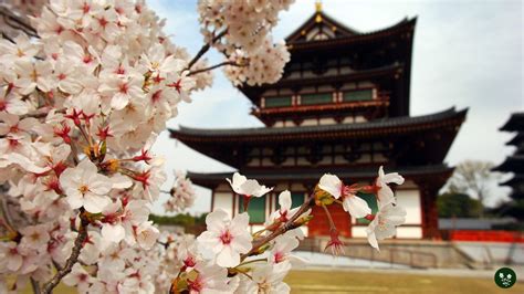 Sakura Flower Meaning : A Blooming Symbol Of Japanese Culture