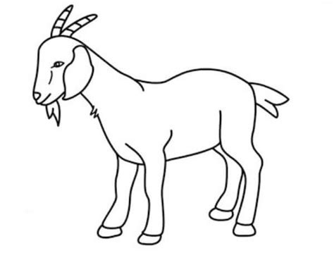 Goat Drawing & Sketches for Kids - Kids Art & Craft