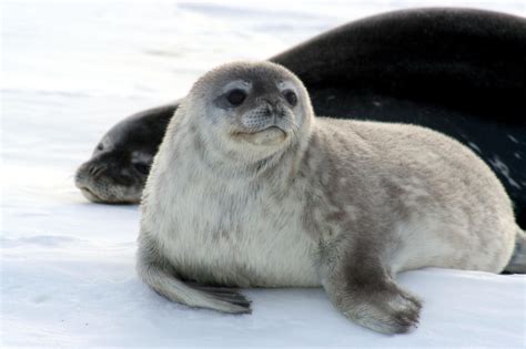 Crabeater Seal – "OCEAN TREASURES" Memorial Library