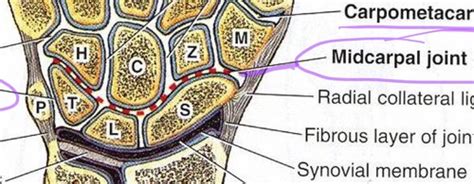 Midcarpal Joint Flashcards | Quizlet