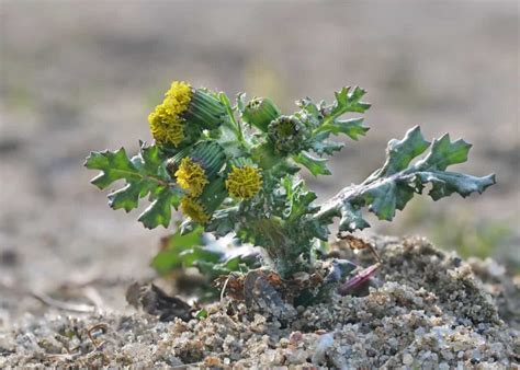 Common Groundsel - Minneopa Orchards