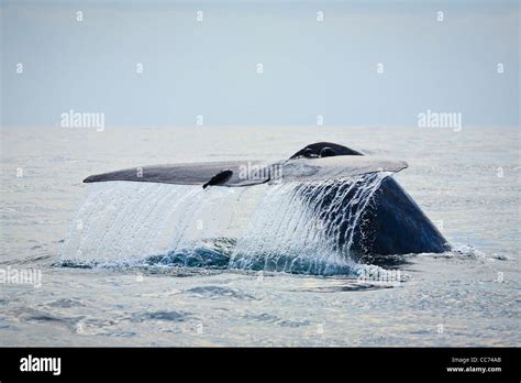 Blue Whale Breaching High Resolution Stock Photography and Images - Alamy