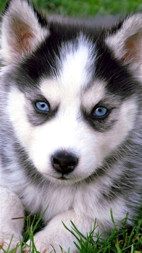 Baby Huskies Wallpapers - Wallpaper Cave