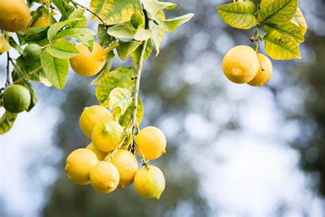 Lemon tree with yellow leaves: why? | Better Homes and Gardens