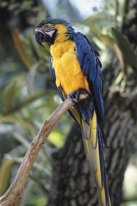 Macaw | Diet, Habitat, & Facts | Britannica