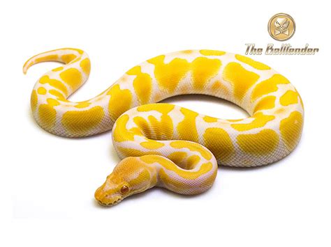 Morph List - World of Ball Pythons