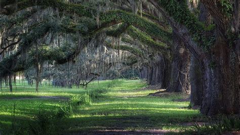 Savannah, Georgia, Southern Live Oaks, landscape, trees, path, park, HD wallpaper | Peakpx