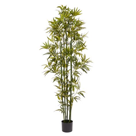 Download tallest indoor plants - poicases