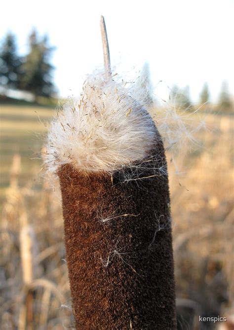 "Cattail Seeds" by kenspics | Redbubble