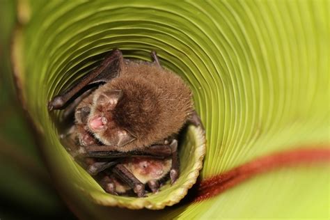 Gallery: Leaf-Living Bats | Live Science