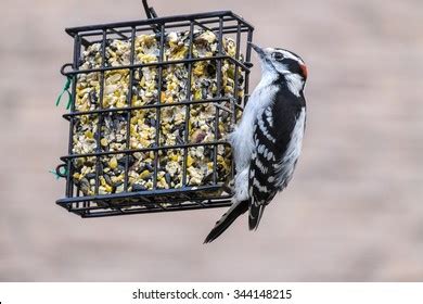 776 Downy woodpecker feeder Images, Stock Photos & Vectors | Shutterstock