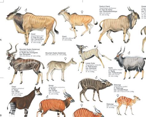 Animals Encyclopedia