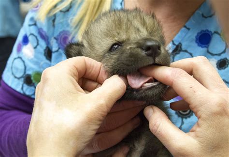 Call of the Wild: Wolf Pups Rescued From Alaska Fire - NBC News