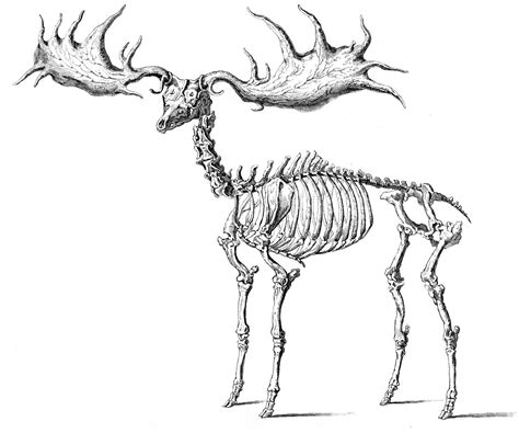 Elk Skeleton Diagram