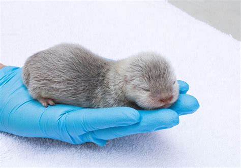 Baby Otters Born At The Santa Barbara Zoo Are The Cutest Thing You've ...