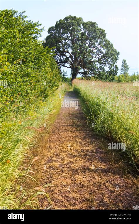 Easy Hiking Trail Stock Photo - Alamy