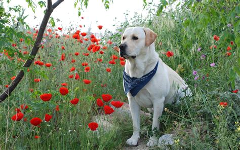 Labrador Retriever Wallpapers - Wallpaper Cave