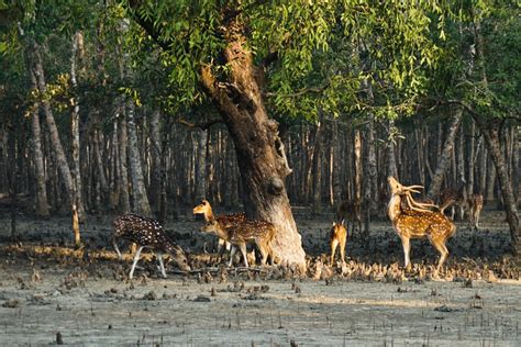 Sundarbans – TaabuTour