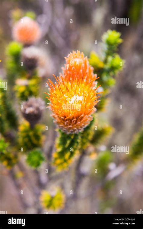 Ecuador national flower hi-res stock photography and images - Alamy