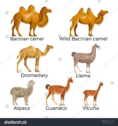 542 vectores de Alpaca llama vicuña guanaco - Vectores, imágenes y arte ...