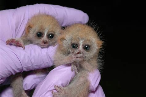 Pin di Sônia Marchuk su I Love slow Lories | Animali appena nati, Animali