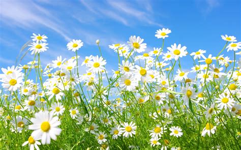 Camomile Flower wallpaper | 2560x1600 | #29612