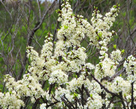 Beach Plum (Prunus maritima) | New York Nature