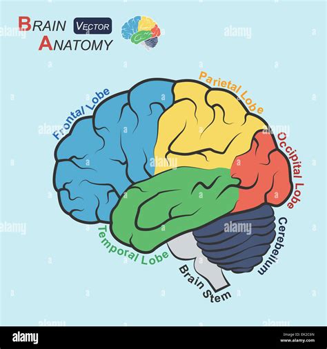 Brain anatomy ( Flat design ) ( Frontal lobe , Temporal Lobe , Parietal Lobe , Occipital Lobe ...