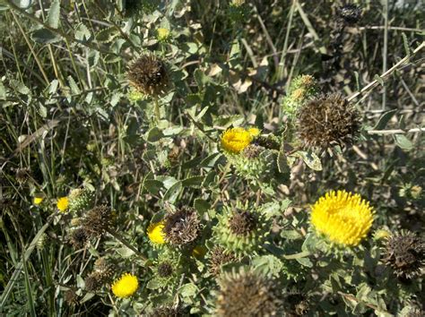 Gumweed, Grindelia - Wildflower School of Botanical Medicine